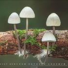 Text: "3" und Zahlen von 1 bis 31. 

Vier weiße Pilze wachsen auf einem mit Moos bedeckten Ast.