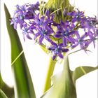 Zahl "3" in groß, darunter kleine Zahlen von 1 bis 31. Blüten mit violetten Blättern und grünen Blättern im Hintergrund.