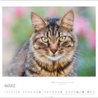 Text: "Anmut ist ein großer Glanz von innen. – Rainer Maria Rilke. MÄRZ".  
Eine Katze mit grünen Augen im Vordergrund.