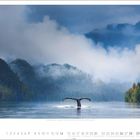 Buckelwal (Megaptera novaeangliae), Great Bear Rainforest, British Columbia. Eine Walflosse ragt aus dem ruhigen Wasser vor bergiger, nebliger Landschaft. Darunter Kalenderdaten für März.