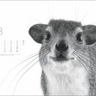 Text: "3, 1-31, 8.3., 20.3., 29.3."
Eine Nahaufnahme eines Klippschliefers mit großen Augen.