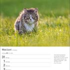 Kalender mit Mai/Juni-Daten. Zitat von Ernest Hemingway über Katzen. Davor sitzt eine Katze im Gras.