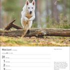 Kalender für Mai/Juni, 22. Woche. Hund über Baumstamm. Zitat von Thomas Woodrow Wilson neben einem weißen Hund.