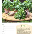 Text: "Basilikum", Ursprung, Inhaltsstoffe, Tipp. Kalender: Juni, 7. bis 13. Woche 23. Bild: Basilikum in Töpfen auf Tisch.