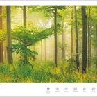 "Mai", 20. Woche, zeigt ein sonnendurchflutetes Waldstück mit hohen Bäumen und üppigem grünen Laub in Niedersachsen.