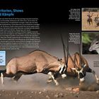 Territorien, Shows und Kämpfe. Zwei Antilopen kämpfen. Oben rechts zwei Kudu-Antilopen. Zeichnung eines gelben Vogels links.