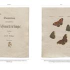 Links: "Sammlung europäischer Schmetterlinge" von Jacob Hübner, Augsburg, 1805. Rechts: Illustrationen von vier Schmetterlingen.