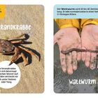 Strandkrabbe: Seitwärtskrabbler mit Scheren und Beinpaaren. Wattwurm: 20–40 cm, lebt in U-Röhre, filtriert Nahrung aus Sand.