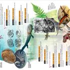 541 Millionen Jahre im Schnelldurchlauf. Eine Illustration mit Fossilien, Dinosauriern, Pflanzen und einem Mammut.