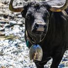 Ein schwarzer Stier mit Hörnern steht vor einem Bach. Er trägt eine große Glocke um den Hals. Im Hintergrund ist grünes Gras zu sehen.