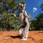 Ein Katta steht auf roter Erde, mit erhobenen Armen und buschigem Schwanz, vor einem Hintergrund aus Bäumen und blauem Himmel.