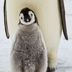 Ein flauschiges Pinguinküken steht schützend vor dem Bauch eines erwachsenen Kaiserpinguins im Schnee.