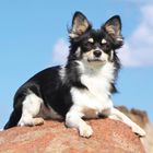 Ein kleiner, schwarz-weißer Hund ruht entspannt auf einem großen Felsen unter blauem Himmel.