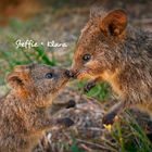 Text „Steffie + Klara“. Zwei Quokkas berühren sich mit den Nasen in einer natürlichen Umgebung mit Gras.