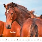 Text: "Amber" und "April". Zu sehen ist ein braunes Pferd mit Mähne, das sich zu anderen Pferden umdreht.