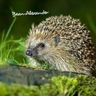 Text „Bean-Alexander“. Ein Igel steht auf grünem Moos mit unscharfem Hintergrund.