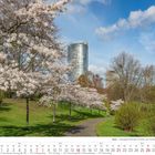 „3 2027 Bonn – Freizeitpark Rheinaue“. Ein Weg führt durch blühende Kirschbäume, im Hintergrund ein modernes Hochhaus.