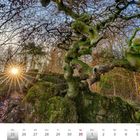 Krausbuchen bei Rommersheim, Kalenderblatt für Januar/Februar 2027 zeigt eine verwitterte, moosbedeckte Baumlandschaft.