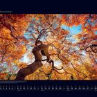 11 November. Kalender mit herbstlichen Baumkronen in leuchtend orange und blauer Himmel im Hintergrund.