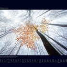 12 Dezember, Kalender. Blick nach oben durch blätterlose Bäume, ein Baum mit orangefarbenen Blättern hebt sich ab.