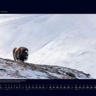01 Januar, Kalender. Ein Moschusochse steht in einer schneebedeckten Landschaft auf einem Hügel.