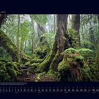 "06 Juni" steht oben. Darunter üppiger, grüner Urwald mit moosbewachsenen Bäumen und Farnen. Unten ist ein Kalender.