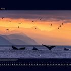 03 März. Alaska mit spektakulären Gebirgen. Wale im Meer, Vögel am Himmel vor orangenem Himmel und Bergen im Hintergrund.