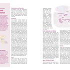 10. Orientiert in Amsterdam: Stadt und Stadtviertel. Amsterdam ist Hauptstad der Niederlande. Visualisierung einer Karte.