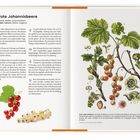 Texte: "Rote Johannisbeere," "Ribes rubrum," Vitamine, Pektine, Europa, Nordamerika. 
Illustration: Pflanze mit Blättern und Beeren.