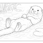 Ein Otter liegt auf dem Rücken im Wasser, umgeben von Seerosenblättern, mit Schilf im Hintergrund. Eine konturierte Zeichnung.