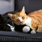 Kalender März, Wochentage und Zahlen unten. Zwei Katzen liegen kuschelnd auf einem Sofa.