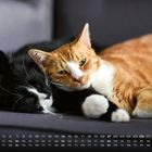 Kalender für März; zwei Katzen kuscheln auf einer Couch, eine schwarz-weiß, die andere orange-weiß.