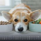 Kalender für März mit einem Corgi zwischen Napf mit Trockenfutter und Gemüse. Der Hund schaut aufmerksam.