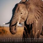 Kalenderblatt mit Datum und Wochentagen für den Monat März. Ein Elefant steht im hohen Gras bei Sonnenuntergang.