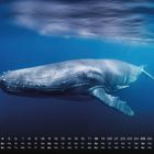 April-Kalender mit Wochentagen unten. Ein gigantischer Wal schwimmt majestätisch im tiefblauen Ozean.