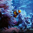 Text am unteren Rand: Kalenderdaten und Wochentage im März. Darunter sind bunte Korallen und ein Clownfisch in einem Aquarium.