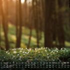 Kalender mit Monatsübersicht unten, Zahlen und Wochentage. Im Wald wachsen weiße Blumen bei sanfter Beleuchtung.