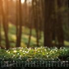 Kalender für März. Waldszene mit Sonnenlicht, Bäumen und Blumen im Vordergrund.