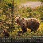 Grizzlybär, Jasper Nationalpark. Kalender mit Monatsübersicht. Ein Grizzly mit Jungen in einer Wiese mit gelben Blumen.