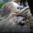 Kalender mit März-Tagen unten. Ein Faultier kuschelt mit seinem Baby, beide schlafen eng ineinander gekuschelt.