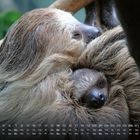 Ein Kalender für März. Zwei kuschelnde Faultiere schlafen eng umschlungen, ihr Fell ist dicht und zottelig.