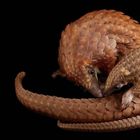 NACHTSCHWÄRMER Schutzrolle. Weißbauch Schuppentier (gefährdet). Zwei Schuppentiere eng umschlungen mit braunen Schuppen.