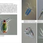 Titel: Der Stamm der Arthropoda. Es folgen fünf mikroskopische Nahaufnahmen von Nauplius-Larven mit verschiedenen Strukturen.