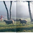 Ein nebliger Morgen, drei Schafe laufen; eine Person steht nackt, tanzend in einem Waldstück.