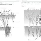 Links: "Ausmalen und beschriften" zeigt Seerosen mit Wurzeln. Rechts: "Seegras" zeigt Pflanzen mit Schnittansicht der Struktur.