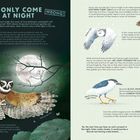 "Owls only come out at night. Wrong!" Große Eule fliegt vor Vollmond, andere Eulenarten und Vögel dargestellt. Illustrationen.