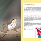 „HERMIT THRUSH“, Speziesbeschreibung, ähnliche Arten: Swainson’s Thrush, Bicknell’s Thrush. Größe: Etwas größer als ein Spatz. Illustration von einem braunen Vogel mit gesprenkelter Brust sitzend auf einem Ast.