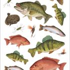 Illustration von verschiedenen Fischen, darunter Forellen und Barsche, sowie einige Fliegenfischer-Köder.