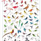 „A Full Spectrum of Plumage“ beschreibt bunte Vögel wie Flamingos, Reiher und Eisvögel, mit erklärenden Notizen.