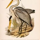 "Graureiher (Ardea cinerea)" und "Jun/Jul" oben in einer Illustration von zwei Graureihern am Wasser. Dates vom 28. Jun bis 4. Jul.